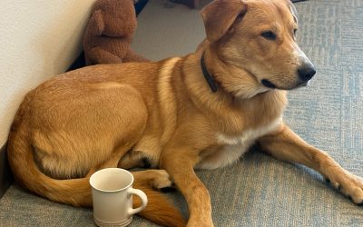 Judah’s Journey: From Abandoned Pup to Beloved Therapy Dog at Midtowne Meadows